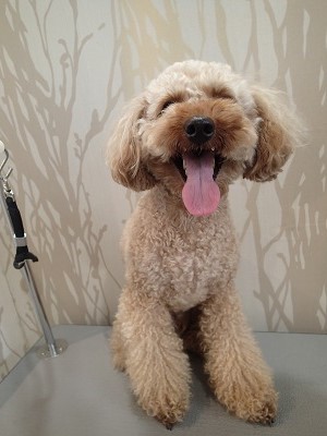 『今回もシャンプーでふわっとしてください！』