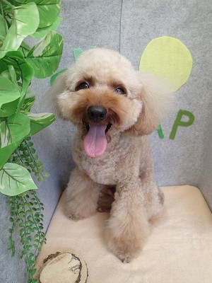 『ふわっふわになりました！』