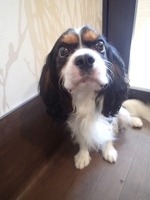 『今日もよろしくお願いします！』