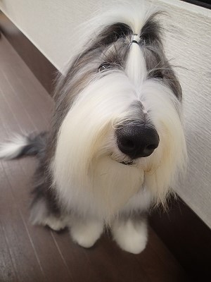 『サラサラ！真っ白になったよ！！』