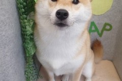 『真っ白サラサラ♪』