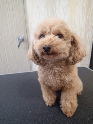 『よろしくね！』