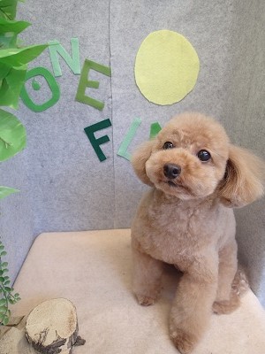 『フワフワになりました♪』