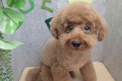 『スッキリカットしてもらえました！』