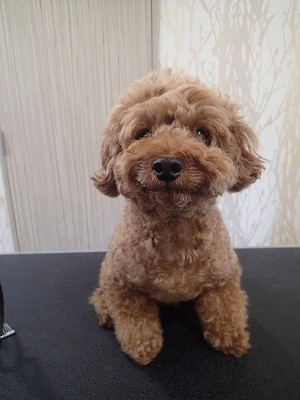 『いつもみたいにスッキリしてください！』