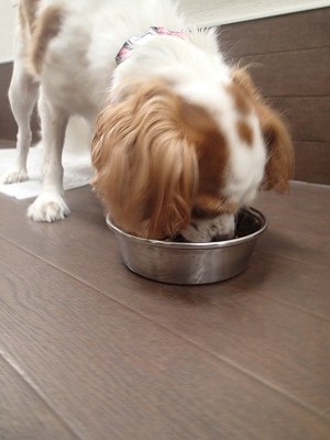 『ご飯ご飯ー♪』