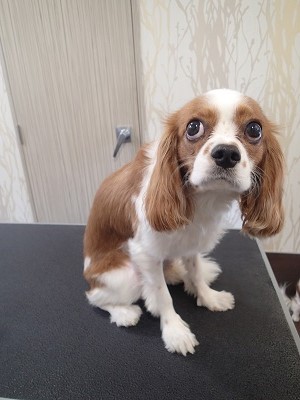 『今日はおヒゲのカットも！』