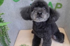 『スッキリ可愛くしてもらいました！』