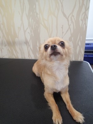 『バッサリしてください！』