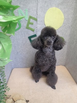 『明日はアイスくんがくるってね！』