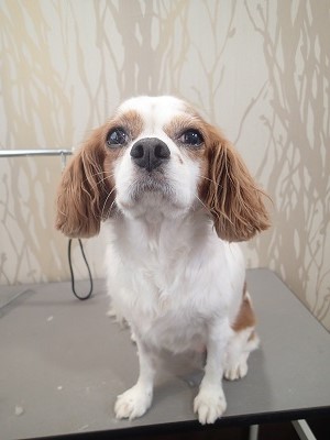 『持ってきたやつでお願いしますね！』