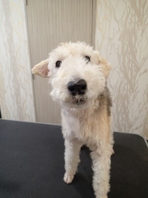 『今日もしっかり落としてください!』