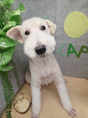 『真っ白!すっきりした~ !』