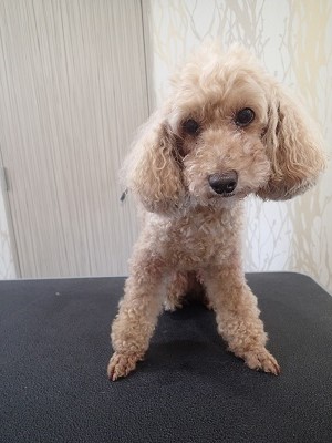 『いつもの感じにしてください!』