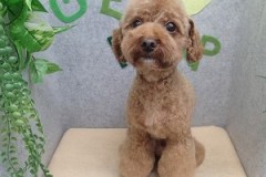 『モヒカン復活～♪』