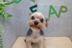 『今回は耳先もスッキリしました！』