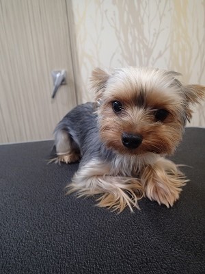 『今回もお願いします！』