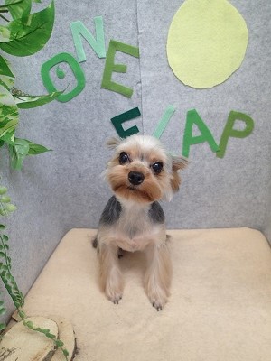 『今回は耳先もスッキリしました！』