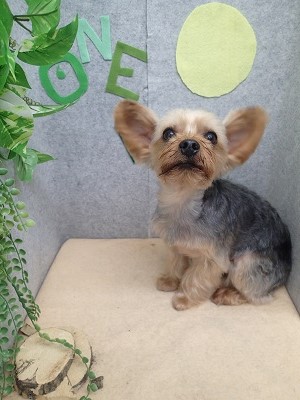 『頑張りま～す！』