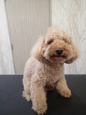 『もうモヒカンやめるんだ！』