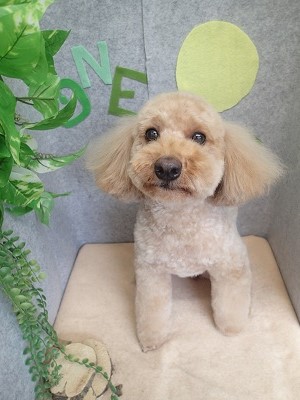 『ふわっふわ～♪』