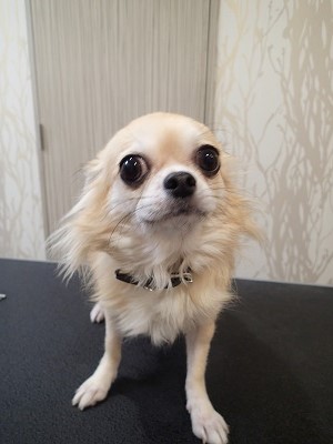 『いつも通りによろしくね！』