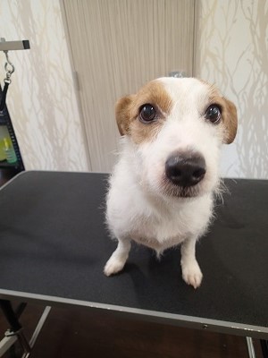 『どーも高いところが苦手で…』