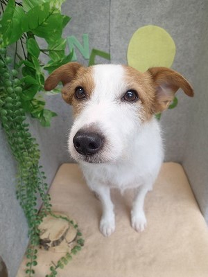 『真っ白になりました♪』