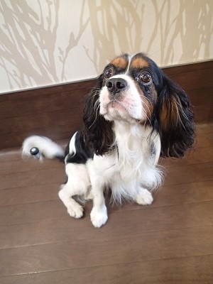 『シャンプーしてから帰るってね！』