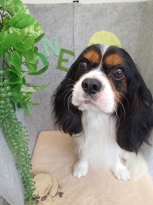 『真っ白になったし、帰れるね♪』