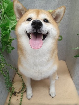 『真っ白になった～♪』