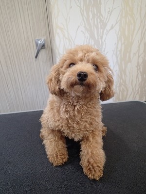 『いつものカットで!』