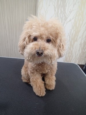 『いつものふわふわでお願いします!!』