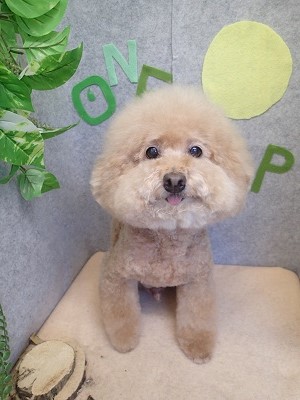 『今回もふわっふわ!』