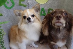 『シャンプーでサラサラ♪』