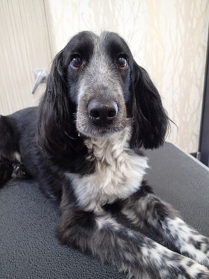 『いつもの長さにしてください♪』