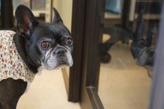 トリミングブログ