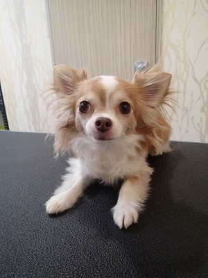 『シャンプーコースでお願いします！』