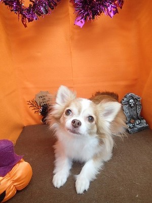 『真っ白になりました！』