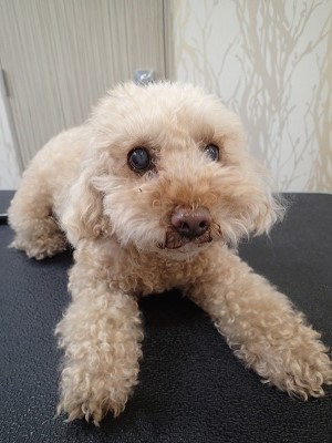 『いつもの長さで！』