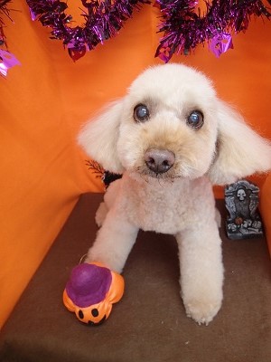 『ふわふわになりました！』