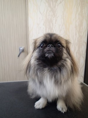 『いつも通りにお願いします！！』