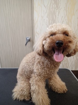 『いつもより短くしてください！』