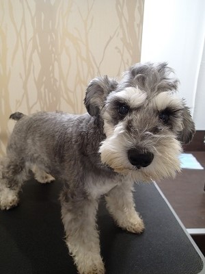 『いつもみたいに整えてください!』