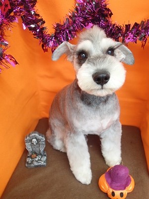 『モヒカン、かっこいいでしょ!』