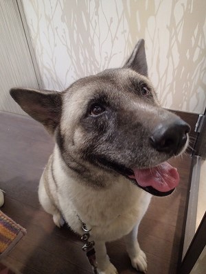 『よろしくお願いします!!』