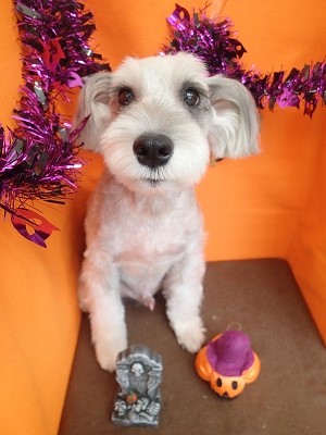 『サラサラにしてもらいました!』