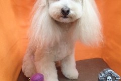 『フワフワサラサラ♪』