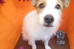 『真っ白サラサラです♪』