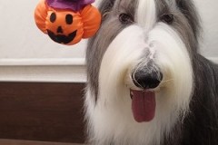 『ハロウィンだー！』